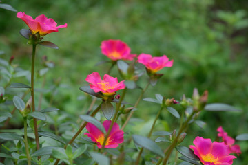 Fototapeta premium pink l ittle Hogweed flowers with green leaves
