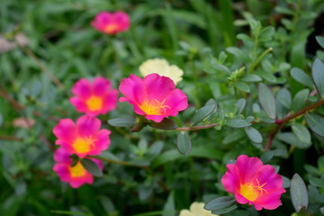 Obraz premium pink l ittle Hogweed flowers with green leaves