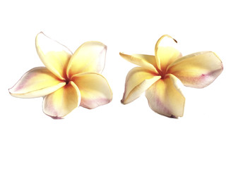 Fototapeta premium plumeria in isolate white background