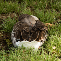 Greater White-fronted Goose
