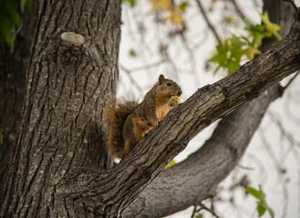 Squirrel in a tree