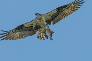Osprey with freshly caught trout in talons flying over