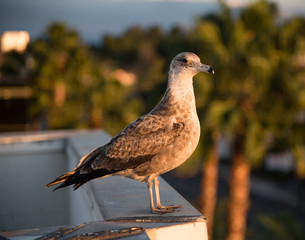 Juvenile Seagull on the roof