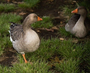 Greater White-fronted Geese