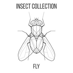 Fly insect geometric lines silhouette isolated on white background vintage vector design element illustration