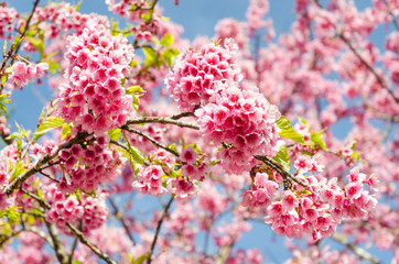 Japanese sakura cherry blossom with soft focus on blue sky