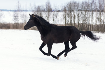 Obraz na płótnie Canvas Black horse galloping in winter snow