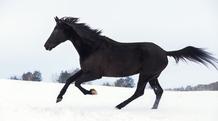 Black horse galloping in winter snow