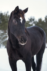 Fototapeta na wymiar Portrait of black Trakehner horse