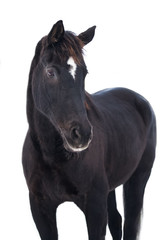 Fototapeta na wymiar Portrait of black Trakehner horse on a white background