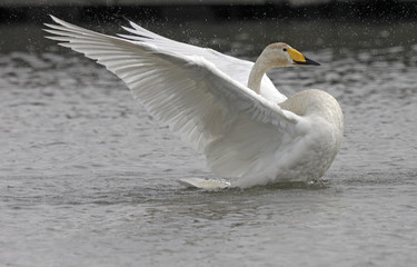 Obraz premium 大きく羽ばたく