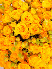 close up of yellow roses background