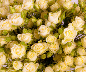 Natural tan roses background