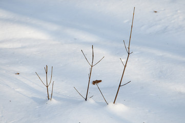 Fototapeta na wymiar Bush branches and snow