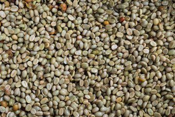 Green coffee bean after pulping hulling and cleaning