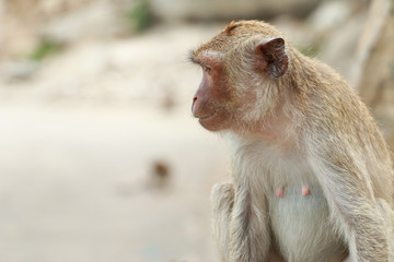 monkey animal living creatures