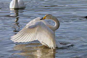 白鳥羽ばたく