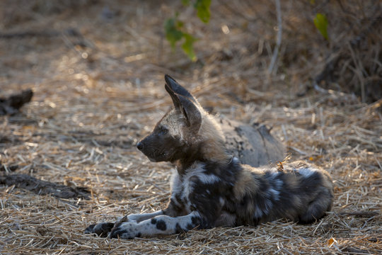 African wild dog, African hunting dog, African painted dog, Cape hunting dog, wild dog or painted wolf (Lycaon pictus) pup. Botswana