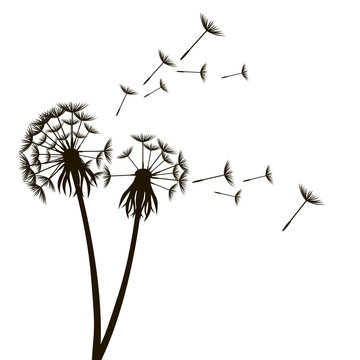 Dandelion Fluffy Flower and Seeds. Vector