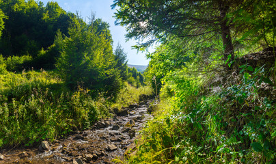 Fototapeta na wymiar Mountain stream. Alpine forest. Summer day in the afternoon. Blue sky. Summer landscape. The picturesque valley.