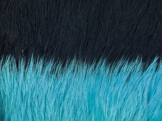 blue black hair background 