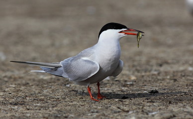 Common tern