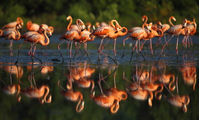 A flock of flamingo