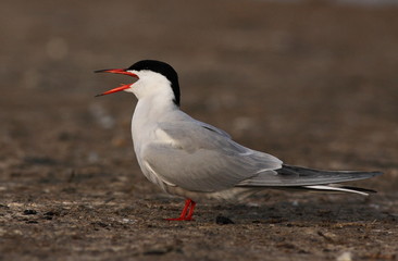 Common tern