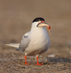 Common tern