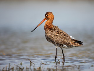 Black-tailed godwit