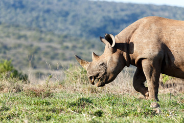 Obraz premium Close up of a Rhinoceros standing and grazing