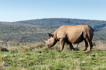 Obraz na płótnie Canvas Rhinoceros standing and grazing at the grass