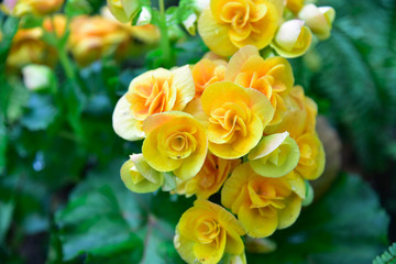 Euphorbia milli flowers
