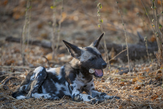 African wild dog, African hunting dog, African painted dog, Cape hunting dog, wild dog or painted wolf (Lycaon pictus) pup chewing a bone. Botswana