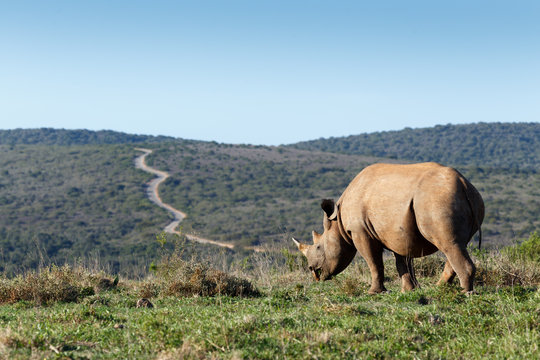Rhinoceros showing the path with his horn