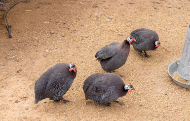 Guinea fowl  (sometimes called 