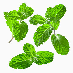 Closeup  set of fresh mints leaves with texture isolated on white background.