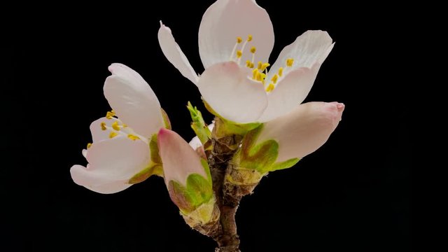 Isolated timelapse of an apricot flower blossoming, cut-out, isolated with photo png 