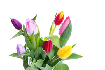 Colorful tulips isolated on white background