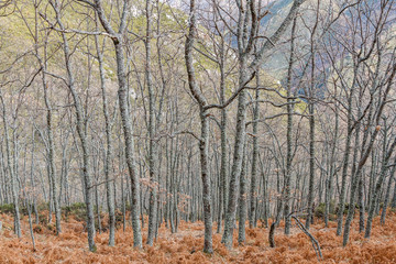 Bosque de robles y helechos en invierno. Ruta de los canales romanos del Oza. El Bierzo, León, España.