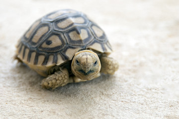 leopard Tortoise