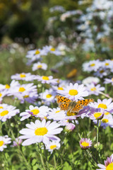 Fototapeta premium Beautiful flowers