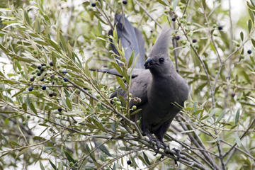 Grey Lourie