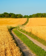 Road in the field © joyt