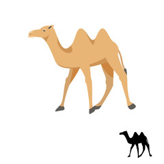 Camel silhouette vector illustration isolated on white. Two-humped desert animal.