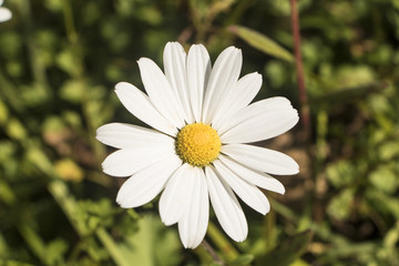Fototapeta premium Beautiful flowers