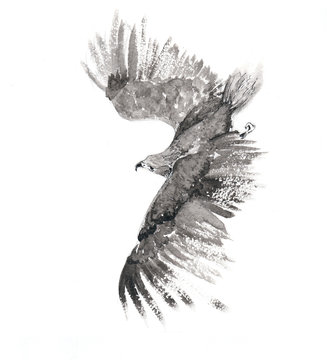 Flying Falcon drawn in ink.