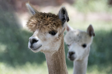 Obraz premium Alpaca
