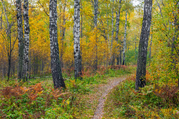 Autumn forest.