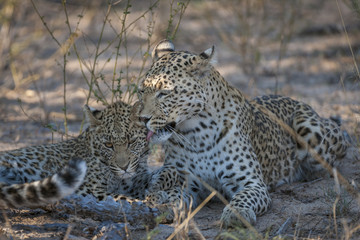 Leopard (Panthera pardus) female grooming juvenile. Kalahari. Botswana